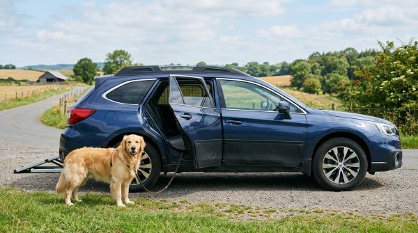 Les meilleurs conseils pour prévenir les dommages de chien sur votre voiture